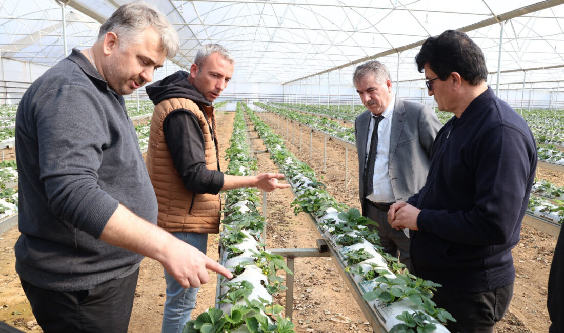 HBB ÇİLEK YETİŞTİRİCİLİĞİ KURSU VERDİ Hatay Büyükşehir Belediyesi (HBB), Hatay’da tarımın güçlenmesi ve üreticilerin bilinçli